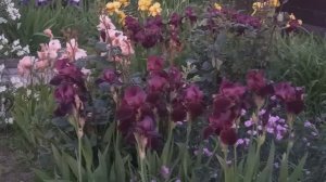 Цветущие клумбы. Новый день - новые краски.