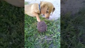 Собака и ёжик