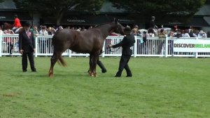 Dublin Horse Show 3 & 4 Year old RID Mare Class RDS 2013