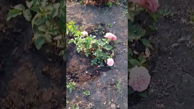 11 июля 2021 г. Ашрам, Принцеса Александра оф Кент, Голден Тауэр, Фирст Леди, Пэт Остин, Констанц, смотреть онлайн