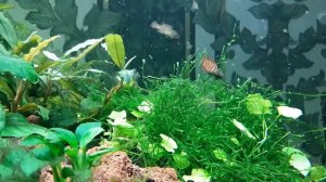 Бадис Черный тигр