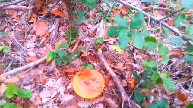 Boletus edulis y Amanita caesarea (Setiembre 2019) смотреть онлайн