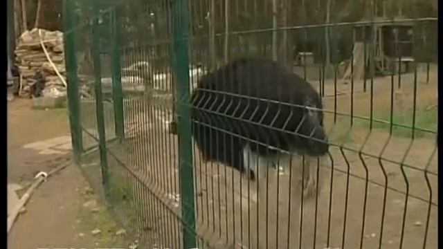 Двухметровый блондин ищет спутницу жизни (вернее, ждёт её в своём вольере в зоопарке) смотреть онлайн