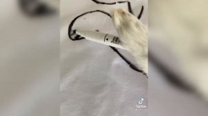 КОТ ЛЕША ПОЗИРУЕТ МОДЕЛЬ