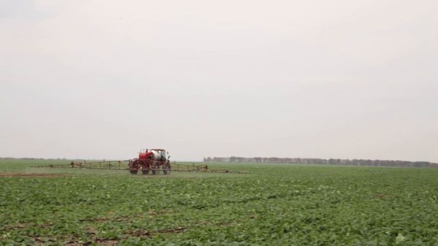 Рапс, выращивание, уход смотреть онлайн