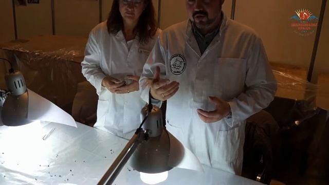 Песок для шиншилл. Лекция. смотреть онлайн