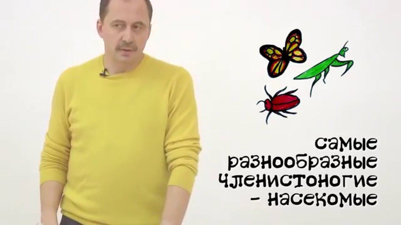Мусорное биомоделирование. Членистоногие. Часть 3.