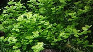 Микрантемум тенистый.Описание. Содержание. Уход. Размножение. Аквариумные растения.