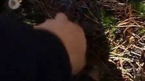 Архив грибника: 2013,20 октября