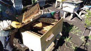 Пчеловодство 2020, Семья Опустила РОЙ, Что делать???