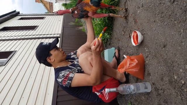 Как красить петухи бои . смотреть онлайн