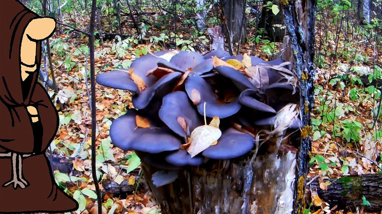 С одного пенька ведро вешенок! Нарезали грибов в Сентябре / mushrooms