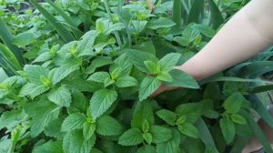 Заморозки??????????????? ❄❄❄❄❄❄❄заморозка мелиссы на зиму no frost