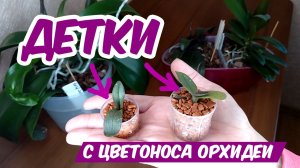 ОРХИДЕЯ - ДЕТКИ НА ЦВЕТОНОСЕ ?? как отсадить и вырастить_.mp4