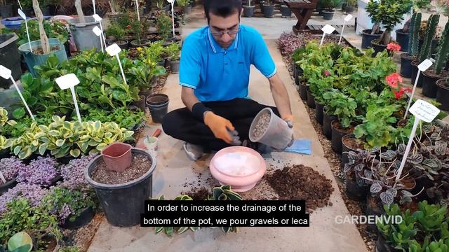 Snake Plant division | The easiest way to divide your Snake Plant (Sansevieria) смотреть онлайн