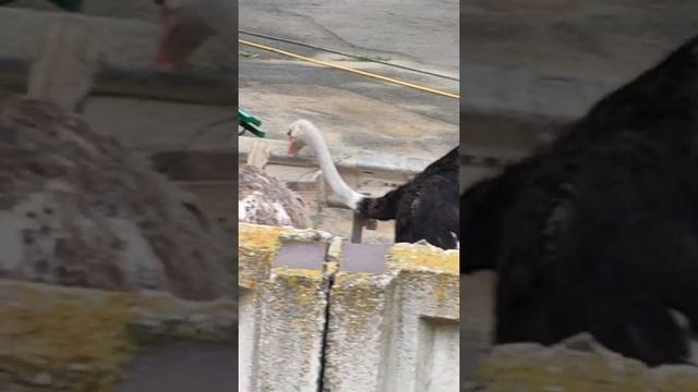 Страус ест. Ostrich eats