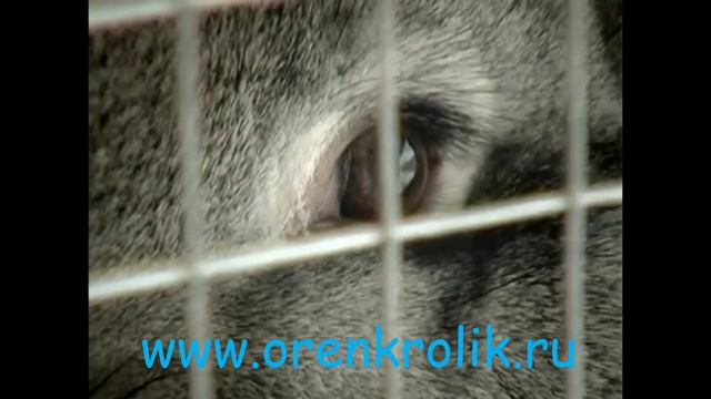 Советская шиншилла смотреть онлайн