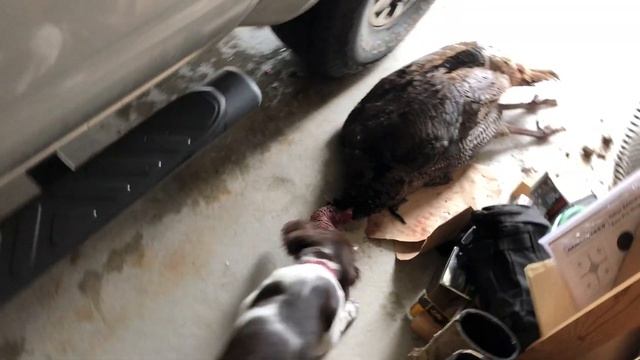 Small Munsterlander puppy pulling a turkey! смотреть онлайн