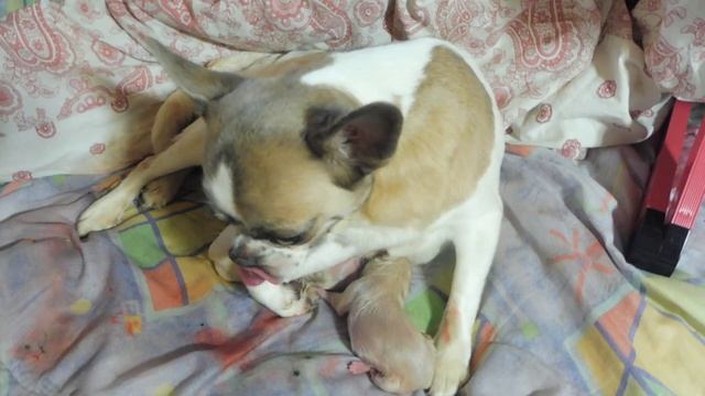 #роды у Симоны РОДИЛСЯ 2 ЩЕНОК 16.05.23 ВАЖНО ! Как РОЖАЮТ #чихуахуа +7 921 595 08 48 #продаю_щенка смотреть онлайн