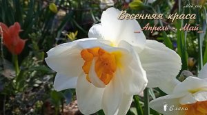 Весенняя краса*   Мой сад