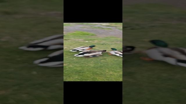 Драка уток в парке смотреть онлайн