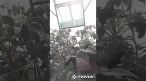 Гидропоника Помидоры  в 5 раз больше урожая | RDWC и BIG MIX системы гидропоники