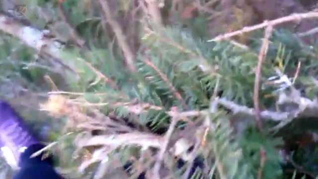 залаз на высокое дерево ель, лесной туризм смотреть онлайн