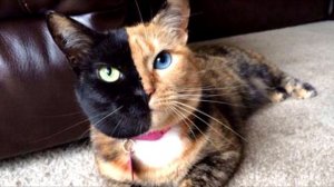 Сначала я думал, что это фотошоп. Но потом я увидел ЭТО! Вы не поверите!