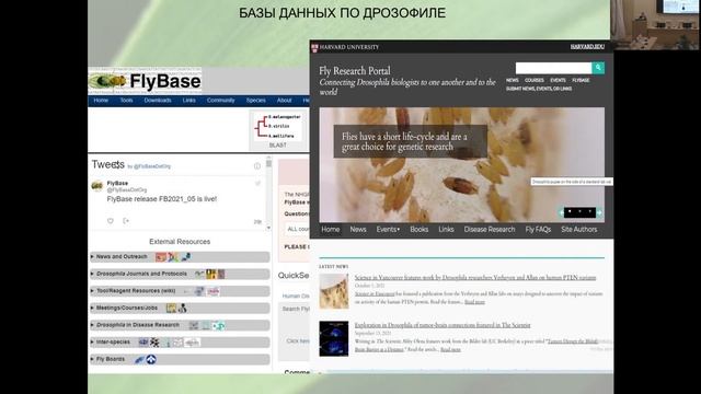 Дрозофилы — герои науки смотреть онлайн