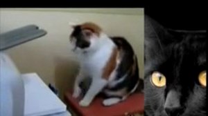 Кот и принтер