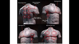 УЗИ легких.   1 часть