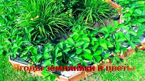 "земляника"#Огород#Сад#Дача