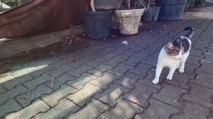 Hungry cat asks for food with her squeaky meow