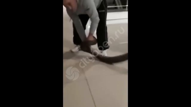 Из зоопарка в Стерлитамаке убежал питон смотреть онлайн