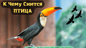 К чему снится ПТИЦА или видеть во сне ПТИЦУ | Толкование снов | Сонник Sk1.online
