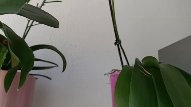 #Орхидеи?:Почему лучше закрепить цветоносы и мои воскресные открытия?!Эврика!?✌️ смотреть онлайн