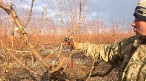 Правильная ОБРЕЗКА ПЕРСИКА / 6-год после посадки/опытный участок