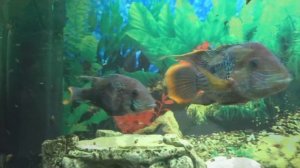 Аквариумная рыбка Акара - уход и содержание