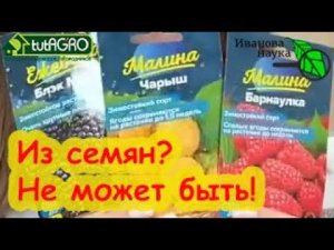 МАЛИНА ИЗ СЕМЯН АЛТАЯ: получатся ли сортовые кусты? Плодовый и ягодный сад из семян. Что вырастет?