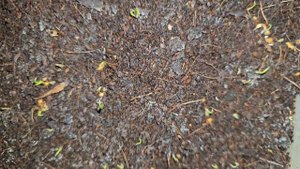 Антуриум из семян. Мужское счастье.  Вариегатный Антуриум.Secrets of Growing Anthurium from Seeds