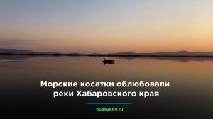 Морские косатки облюбовали реки Хабаровского края