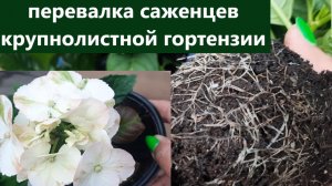 Перевалка крупнолистной гортензии в больший объем. Как развиваются саженцы и корневая система.