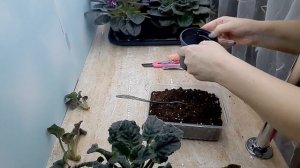 Отделяем пасынки от фиалки.