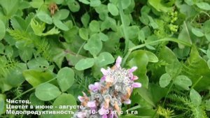 Медоносные растения садов и огородов. Пчеловодство