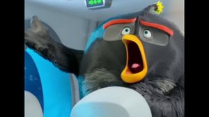 Top 5 angry bird