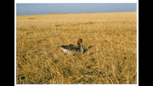 ? ГУСИННАЯ МАТЕМАТИКА!  СПОРЫ ЧЕМ СТРЕЛЯТЬ ГУСЯ?