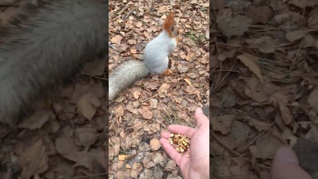 Белка ест орехи смотреть онлайн