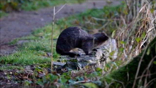 Otter having scratch on the bank.wmv смотреть онлайн