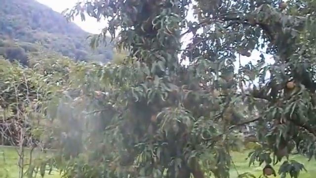 сон лера мечта