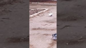 Дикие голуби мира.